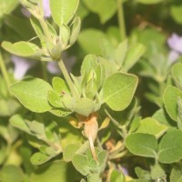 Ruellia patula Jacq.